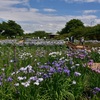 花菖蒲園