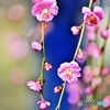 枝垂れ梅