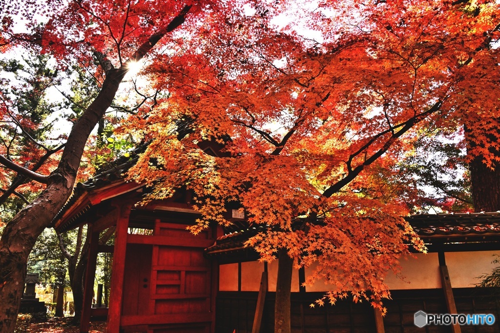 長林寺の紅葉2