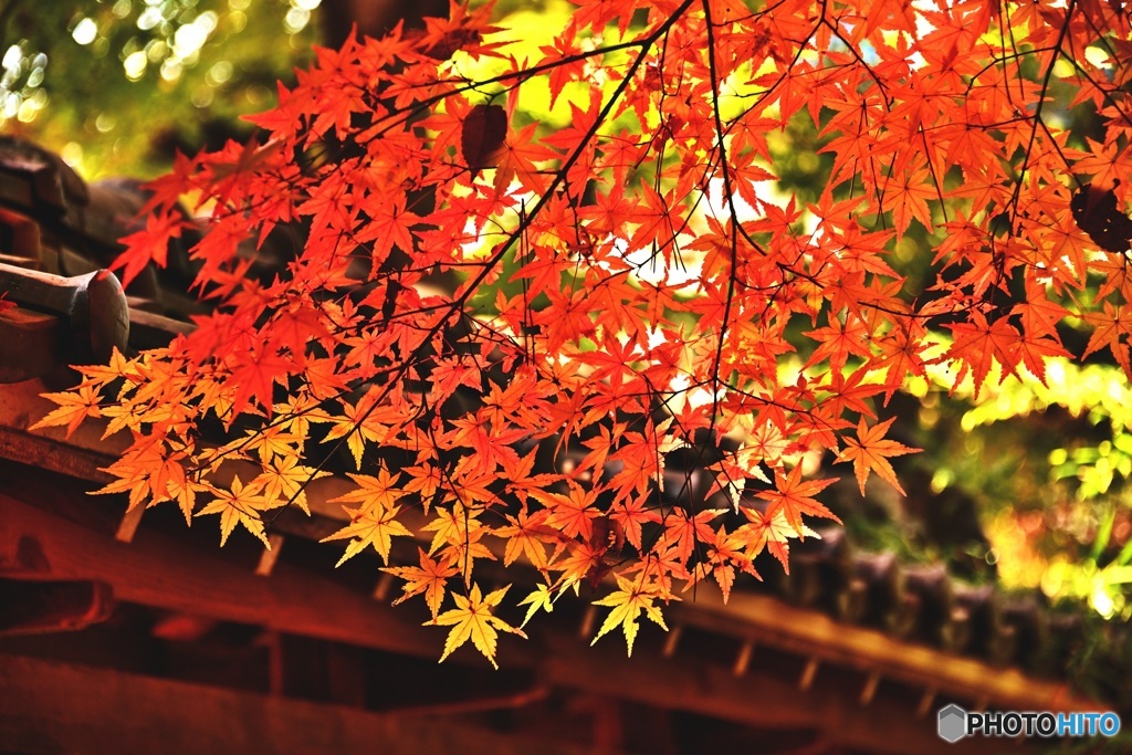 長林寺の紅葉1