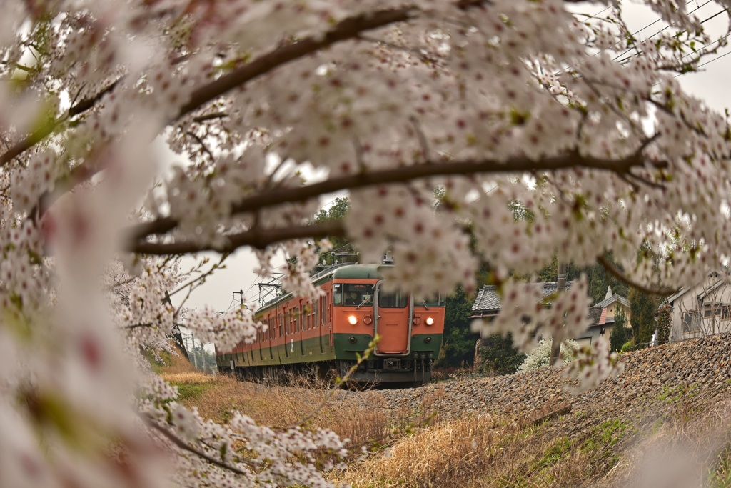 桜の中