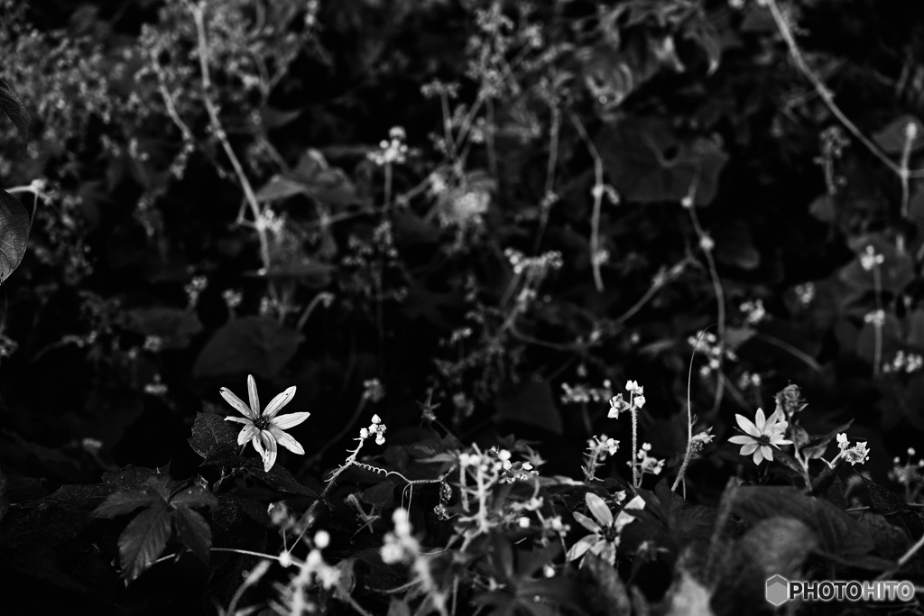 朝の花