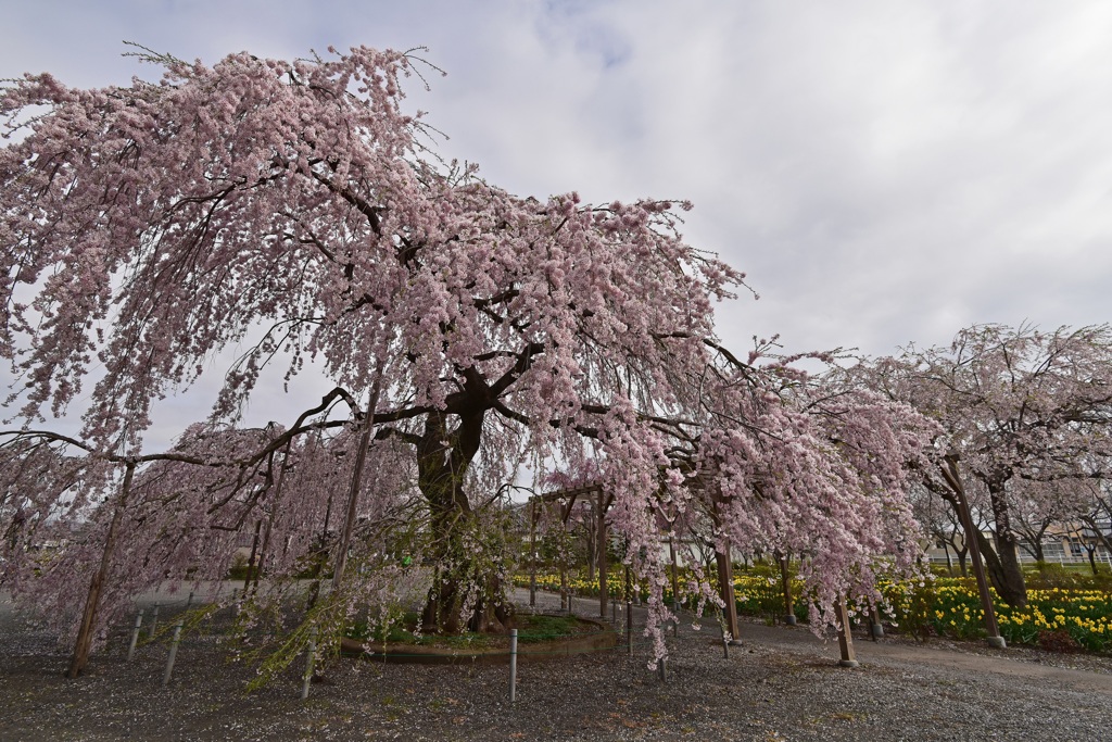 しだれ桜饗宴