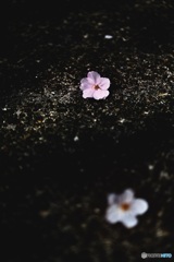 桜花