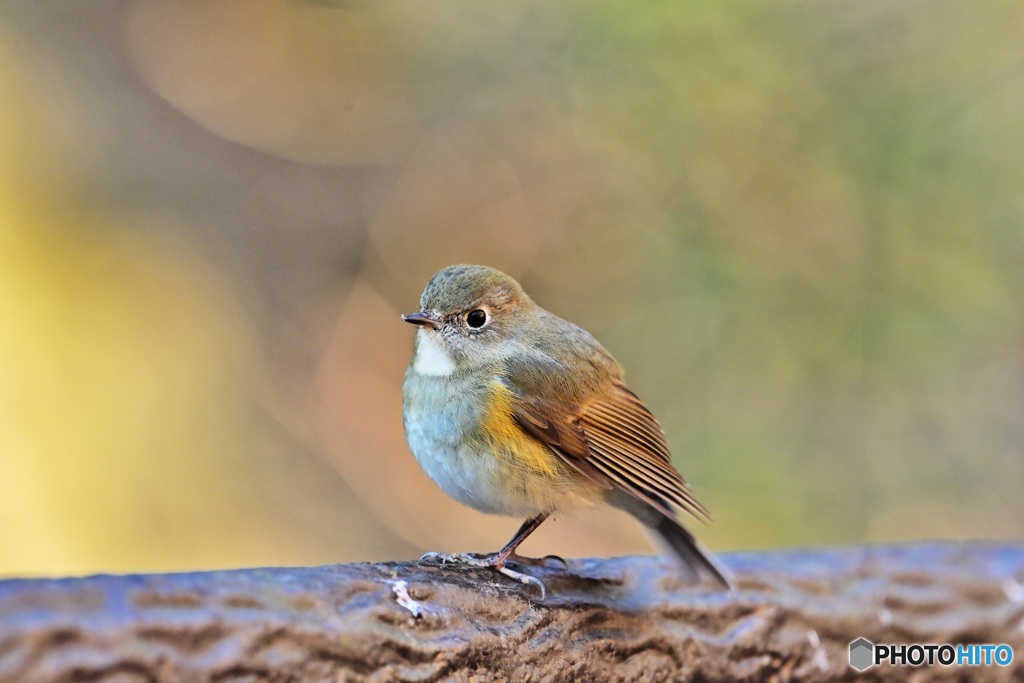 ルリビタキ♀