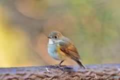ルリビタキ♀