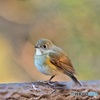 ルリビタキ♀