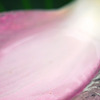 花ハス