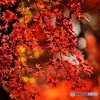 名残紅葉