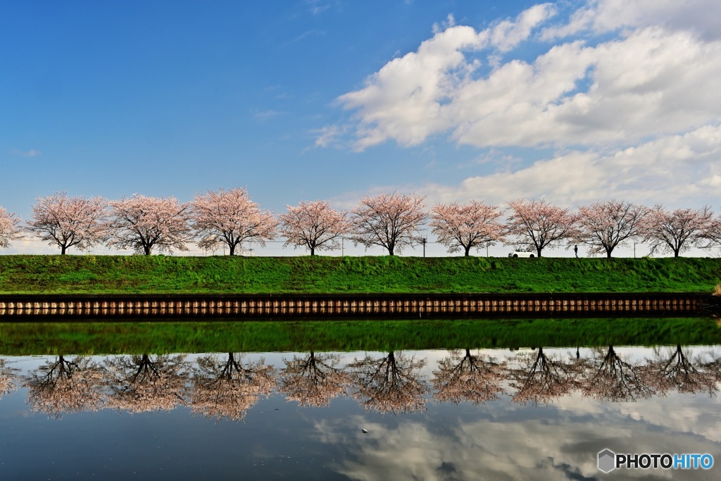 水郷公園の桜並木3