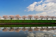水郷公園の桜並木3