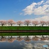 水郷公園の桜並木3