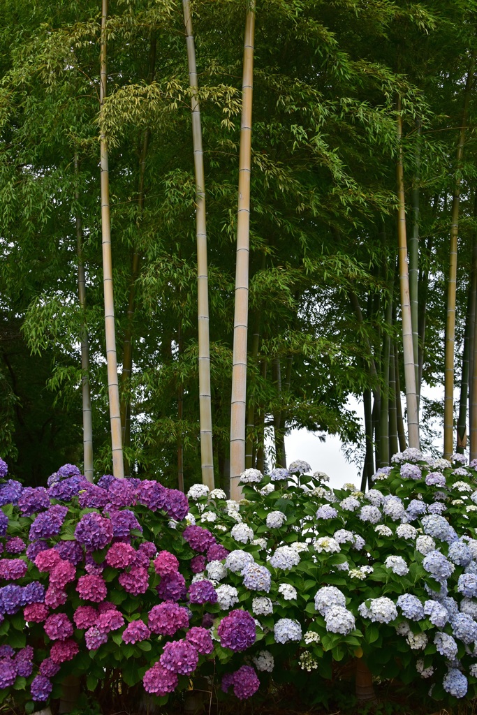 紫陽花と竹