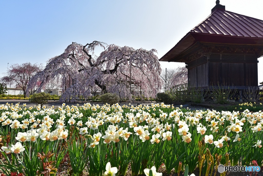 長福寺　水仙と枝垂れ桜