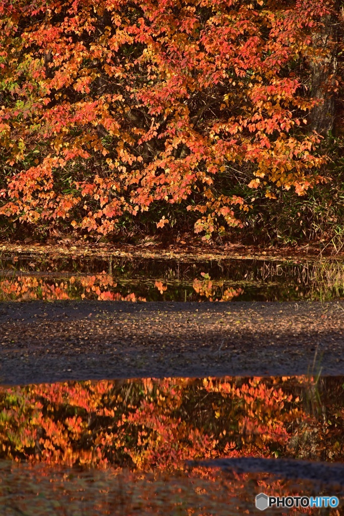 紅葉を写して