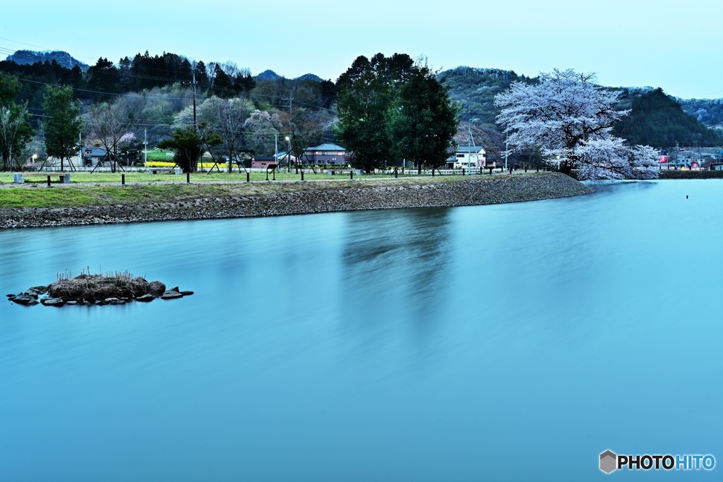 八幡宮の一本桜
