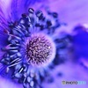 花心③