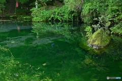 緑の池