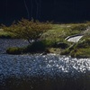 煌めく水辺