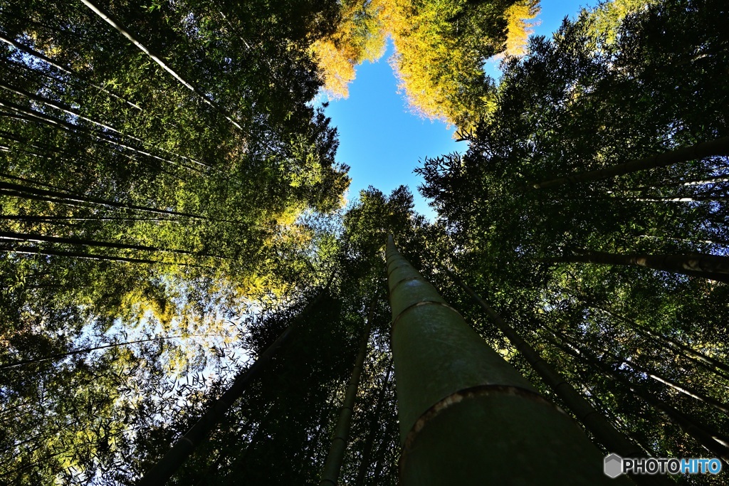 竹林の空
