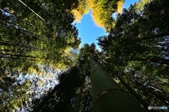 竹林の空