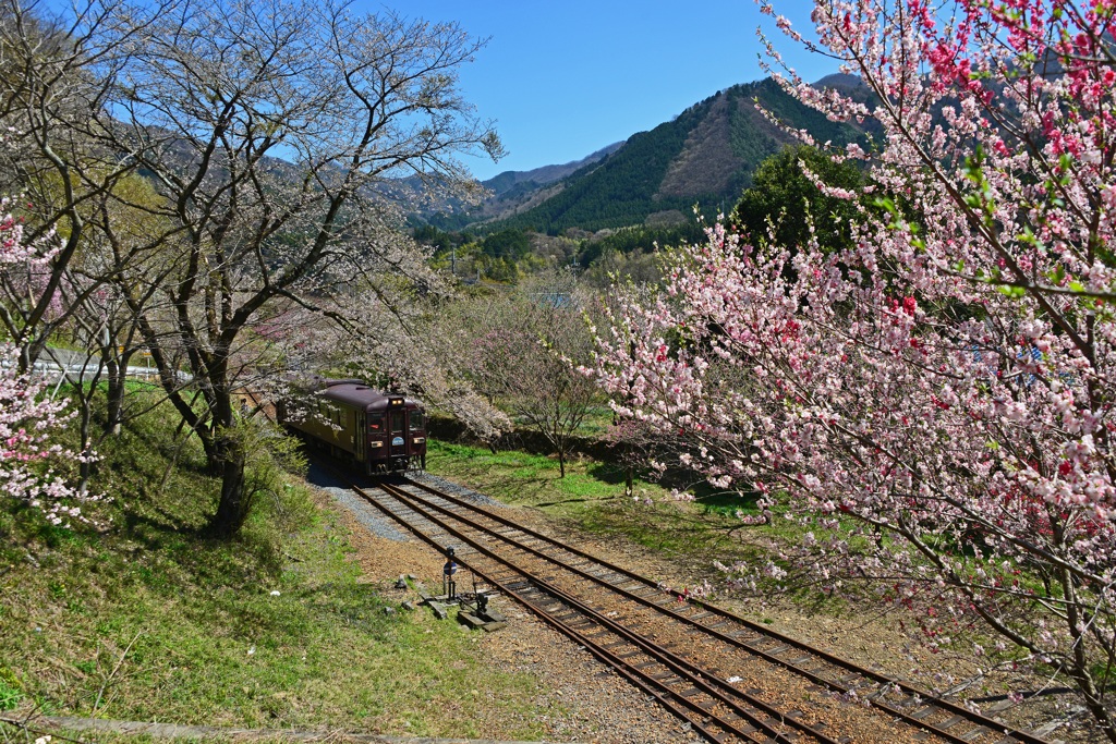 わたらせ渓谷鉄道の春