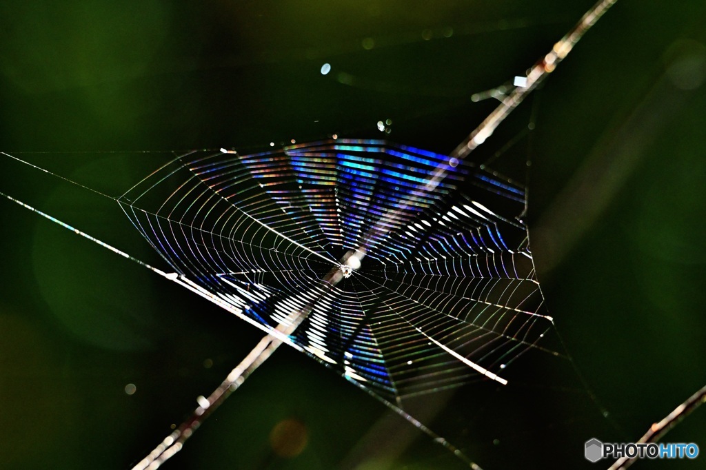 光る蜘巣２
