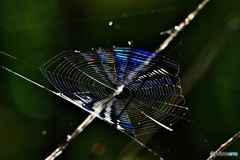 光る蜘巣２