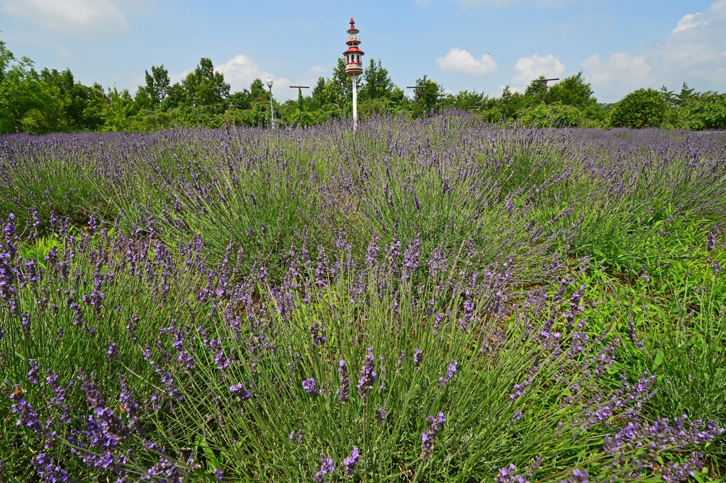 みかも山公園のラベンダー3