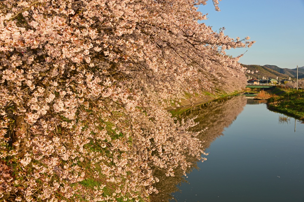 朝陽を受けて