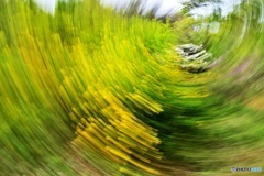 森の目