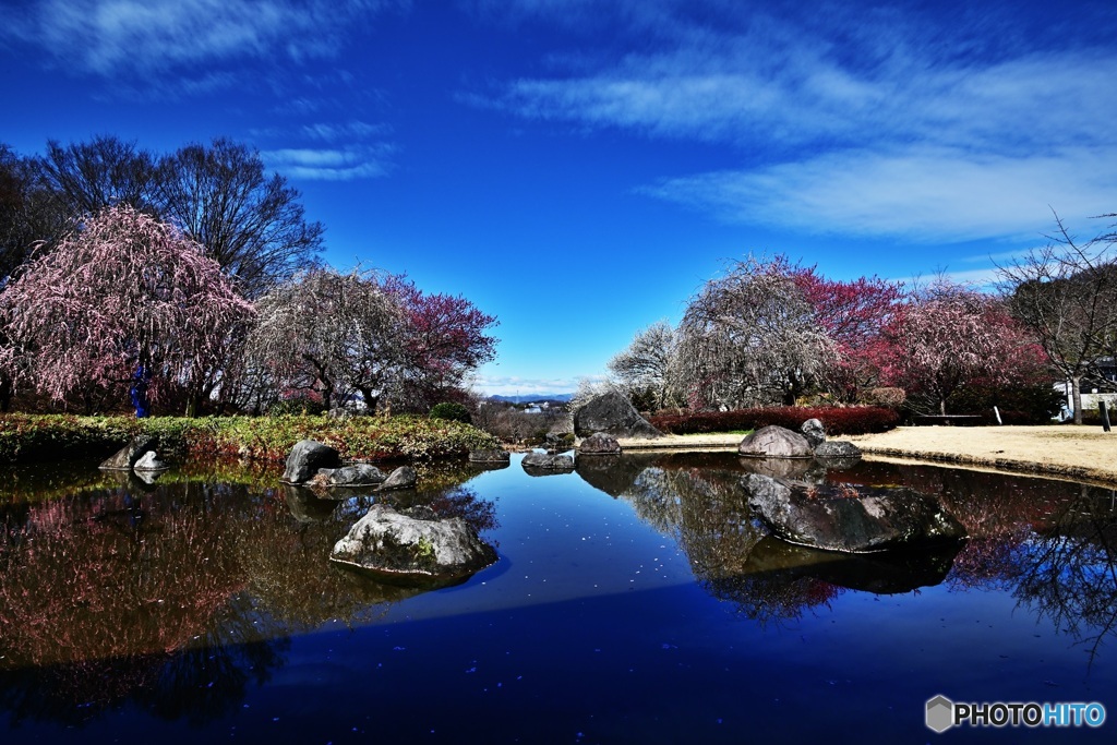 池と青空と枝垂れ梅