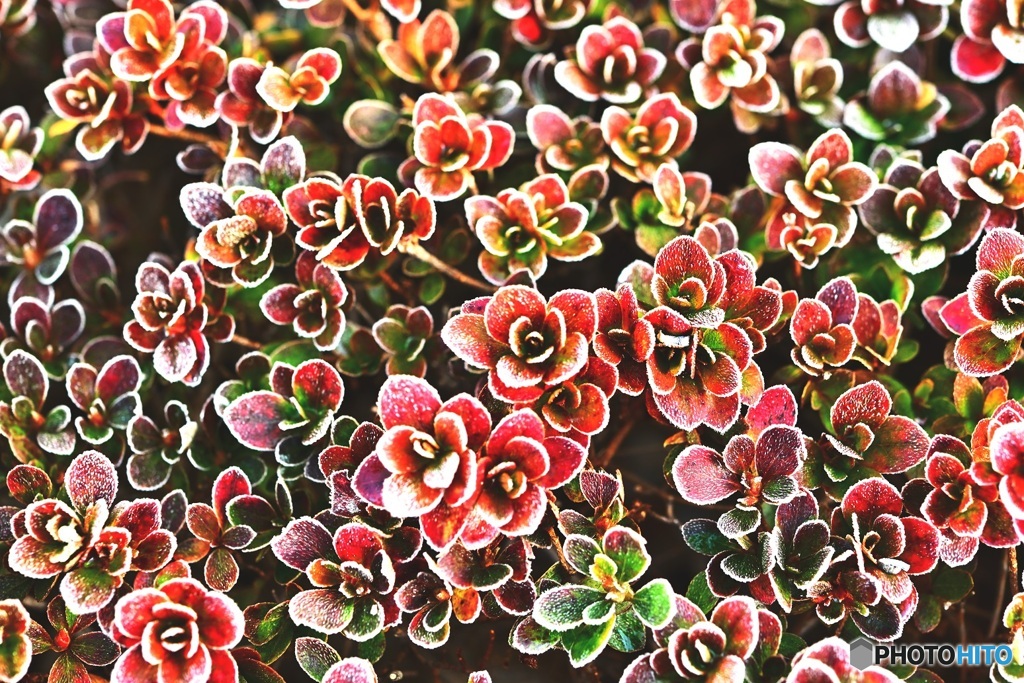 花模様