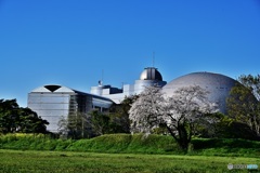 向井千秋記念こども科学館と桜