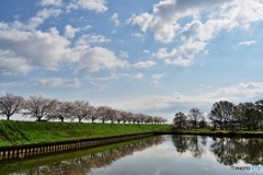 水郷公園の桜並木4