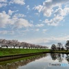 水郷公園の桜並木4