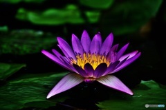 熱帯性睡蓮3