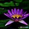 熱帯性睡蓮3