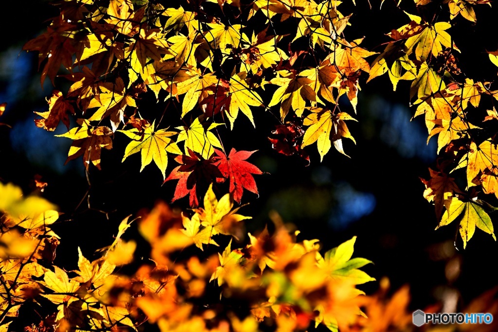 紅葉　黄色の中の赤色紅葉