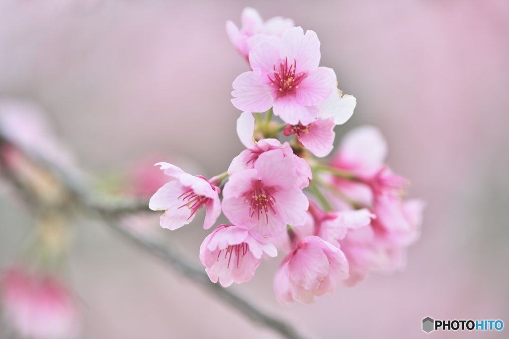 河津桜