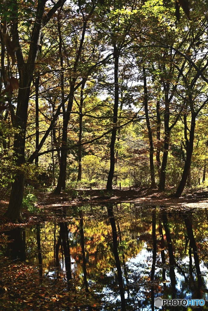 森の中の池