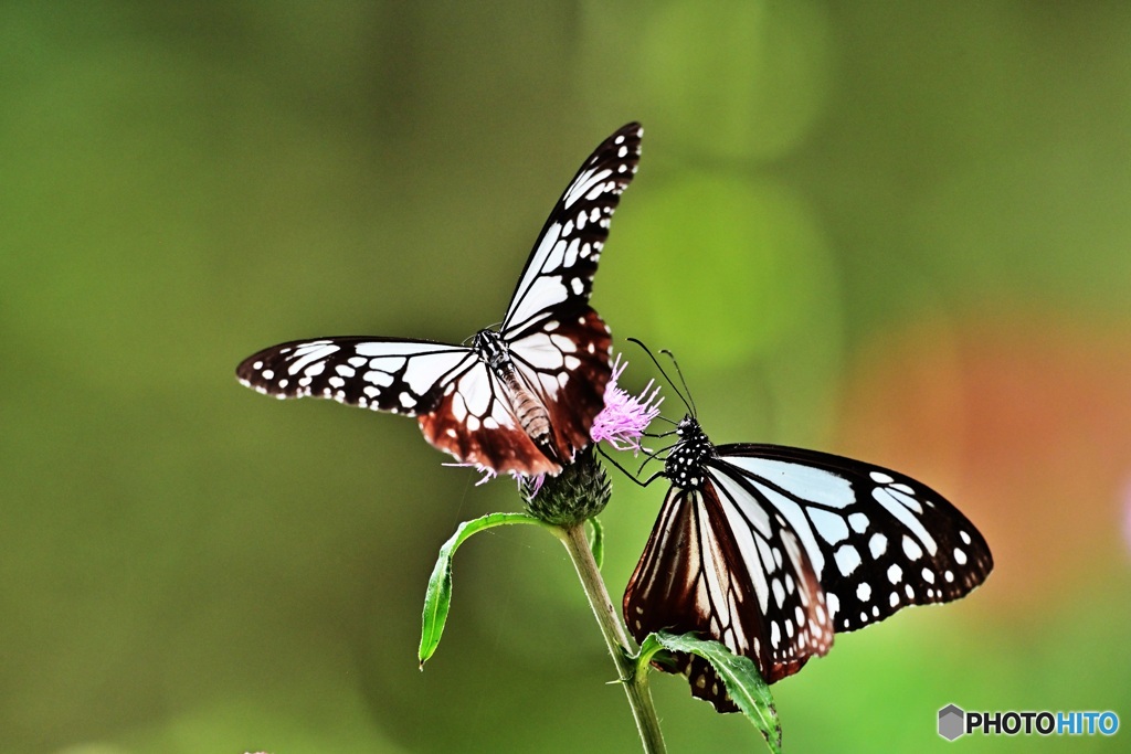 アサギマダラ2頭