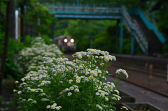 トロッコ列車がやって来た