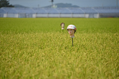 今年のできは