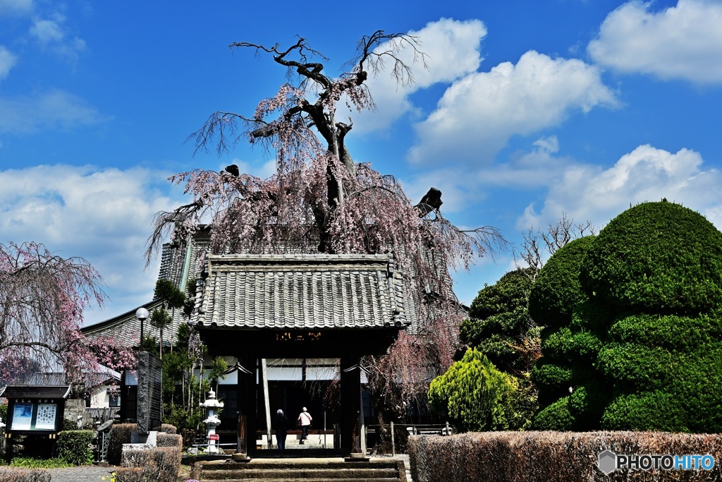 お寺の枝垂れ桜2