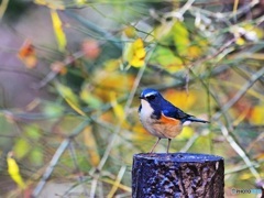 ルリビタキ　オス