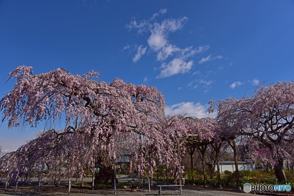 長福寺の枝垂れ桜