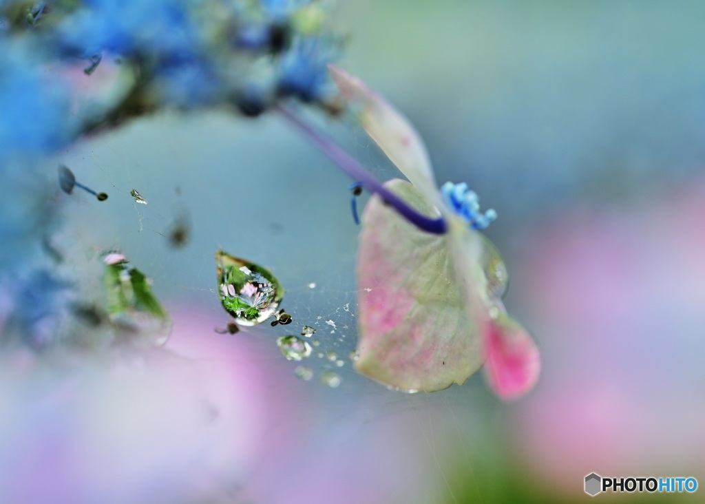 水滴と紫陽花