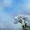 十月桜2