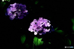 紫陽花4